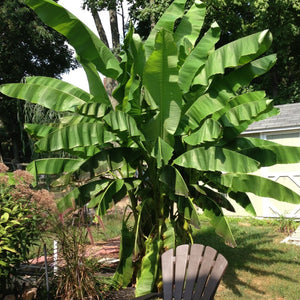 Basjoo Banana Tree - PlantingTree