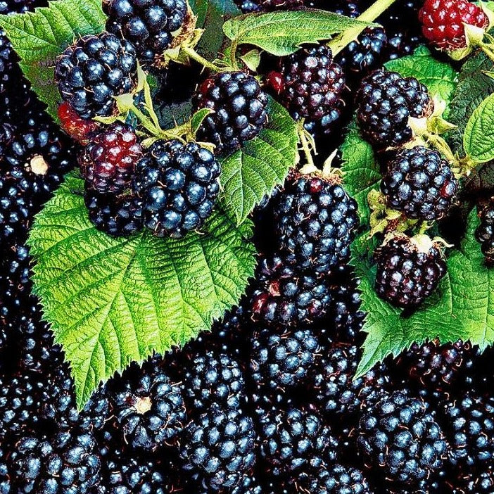 Bushel and Berry® Baby Cakes® Thornless Blackberry - Rubus ulmifolius  'APF-236T' – ServeScape