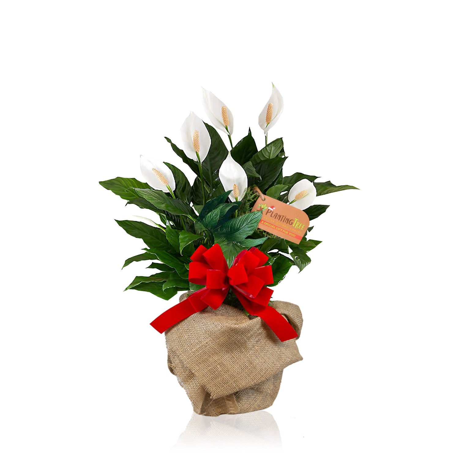 Gift Bag  Peace Lily Gifts