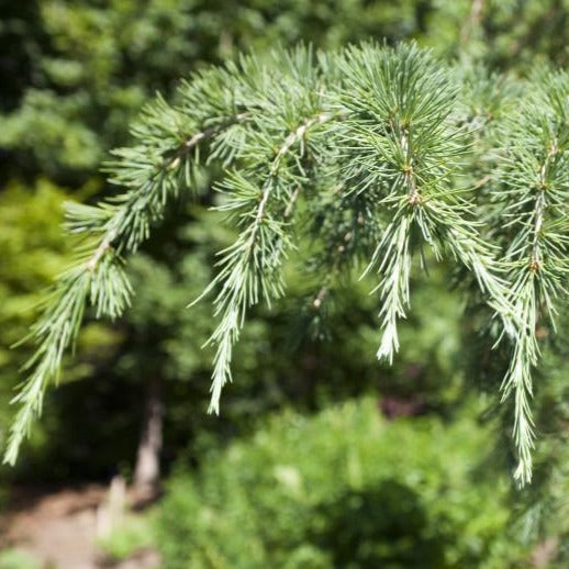 Cedrus deodara 'Silver Mist', Landscape Plants