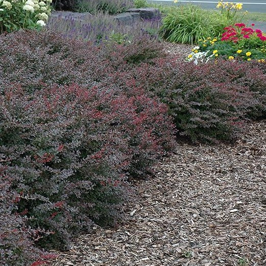 Crimson Pygmy Barberry - PlantingTree