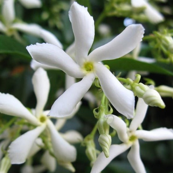 Star Jasmine Fragrant White Flowering Vine PlantingTree