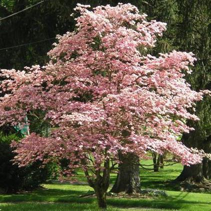 light pink dogwood tree