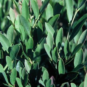 Blue Cascade Distylium - PlantingTree