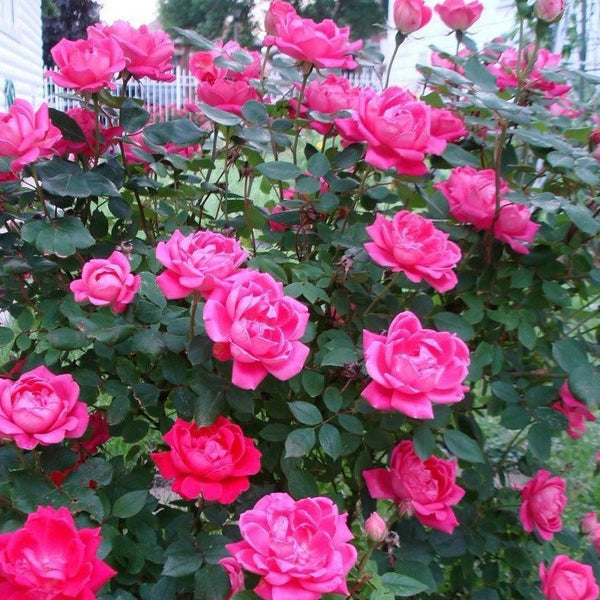 Pink Double Knock Out Rose | Add Sweet Pink Color - PlantingTree