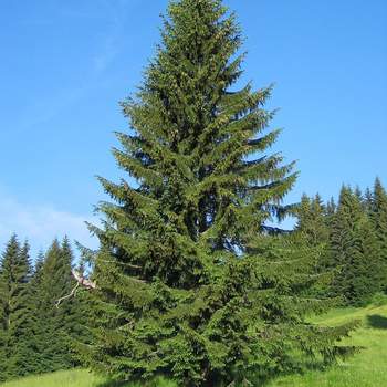 Norway Spruce | Norway Spruce Tree - PlantingTree