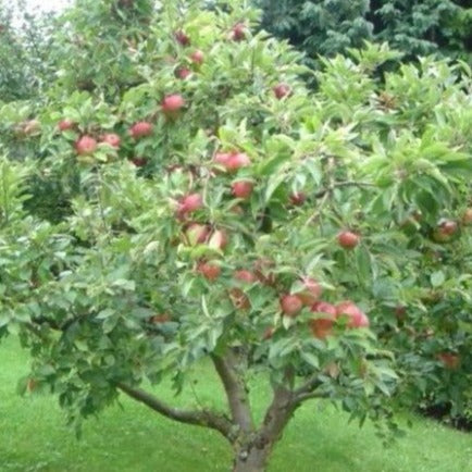 Garden & Grove 3 ft. Honeycrisp Apple Tree with Large Delicioulsy