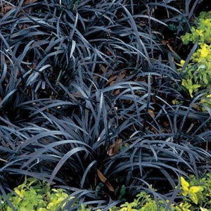 Black Mondo Grass | Dwarf Black Mondo Grass - PlantingTree