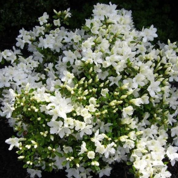 Delaware Valley White Azalea  Pure White Blooms - PlantingTree