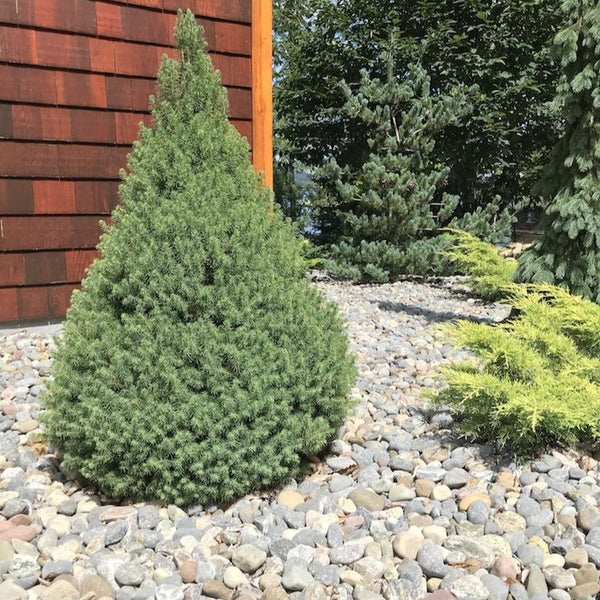 Miniature Pine tree - Green Meadow Growers