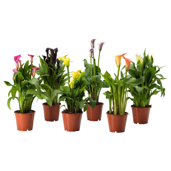 Calla Lily | Amazing Colorful Lilies For Indoors Or Outdoors - PlantingTree