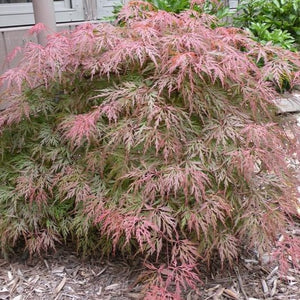 Orangeola Japanese Maple - PlantingTree