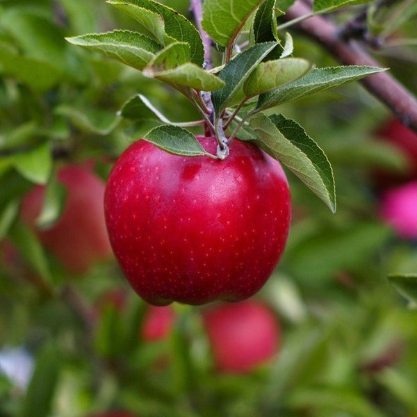 Red Delicious Apple Tree - PlantingTree