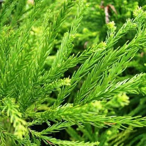 Cryptomeria Radicans - PlantingTree