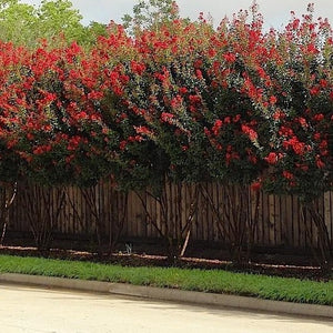 Dynamite Crape Myrtle - 3 Gallon - PlantingTree