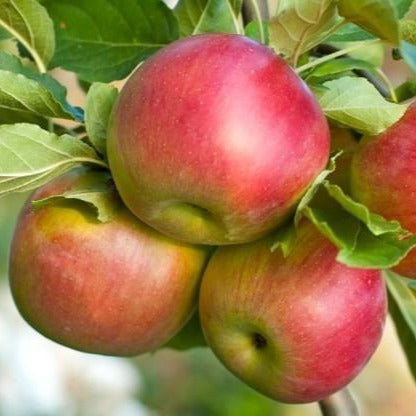 Organic Large Fuji Apples - 3ct