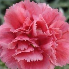 Dianthus caryophyllus 'SuperTrouper Silver Pink' (Carnation)