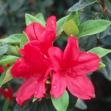 Azalea Standard Shrub Mini Tree Low Maintenance Evergreen Plant Baring Red  Spring Flowers 1 x or 2 x…See more Azalea Standard Shrub Mini Tree Low