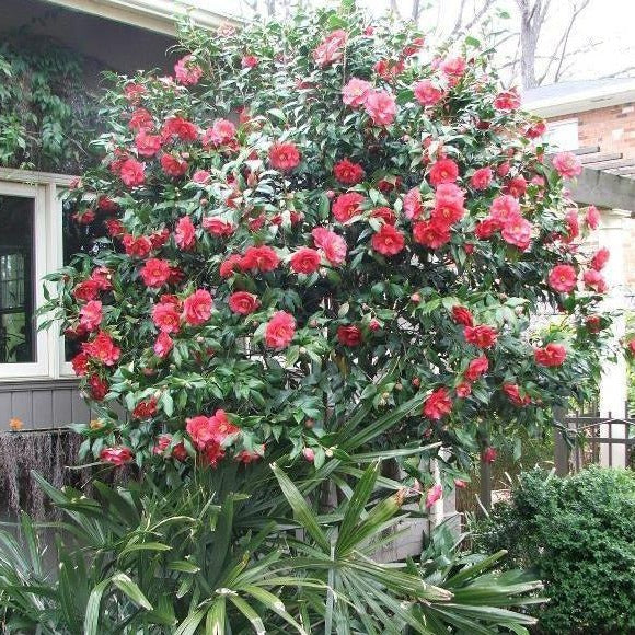 Greensboro Red Camellia - PlantingTree