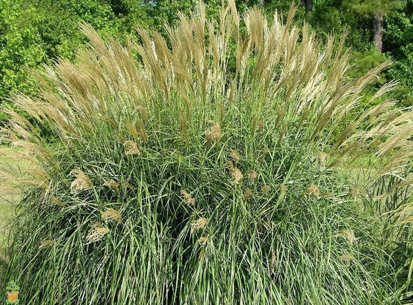 Adagio Miscanthus Maiden Grass - PlantingTree