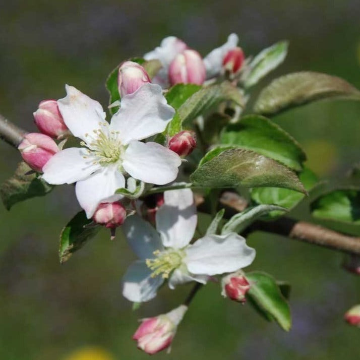 Honeycrisp Apple Tree