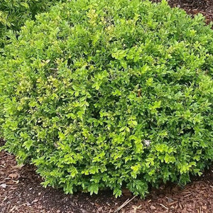 Baby Gem Boxwood | Baby Gem Boxwood for Sale - PlantingTree