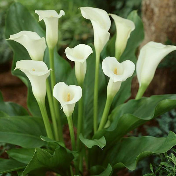 Calla Lily | Amazing Colorful Lilies For Indoors Or Outdoors - PlantingTree