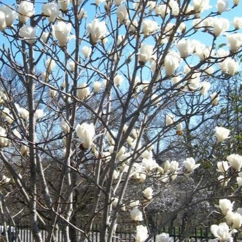 Are Magnolia Trees Deer Resistant?  