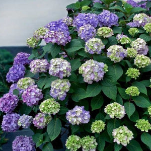 BloomStruck Hydrangea | Endless Summer - PlantingTree