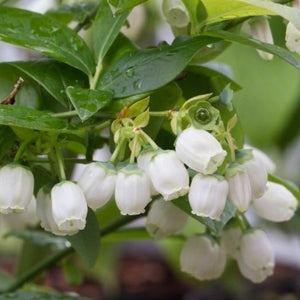 Powder Blue Blueberry Plants