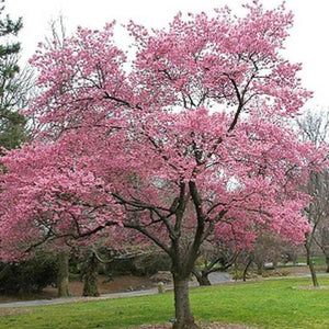 Okame Cherry Tree | Okame Cherry Tree for Sale - PlantingTree