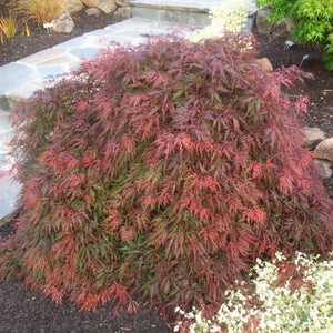 Orangeola Japanese Maple - Plantingtree