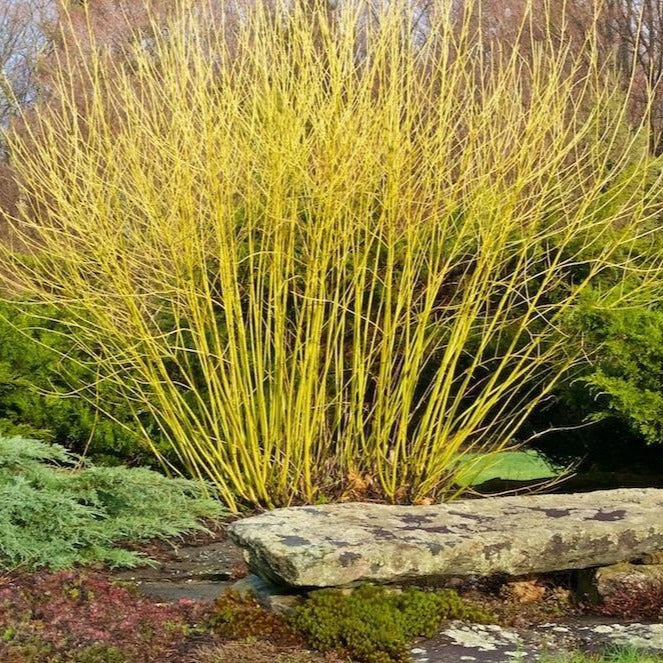How to Grow and Care for Yellow-Twig Dogwood Shrubs