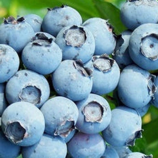 Fresh & Flavorful: Jumbo Blueberries