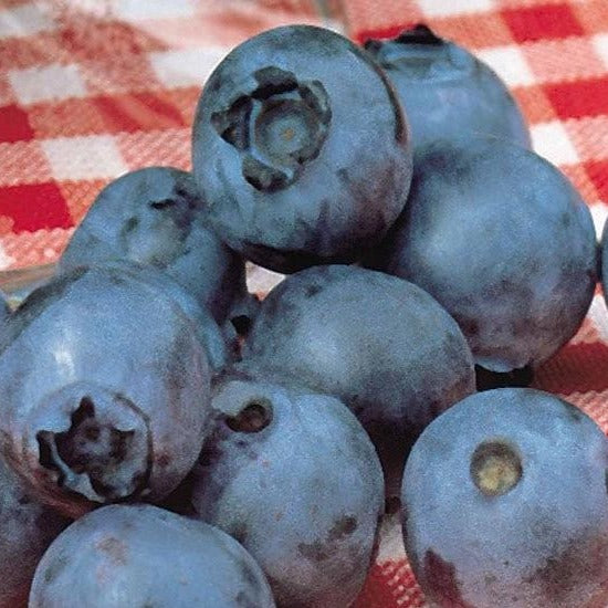 Powder Blue Blueberry  Blueberry Plants for Sale - PlantingTree