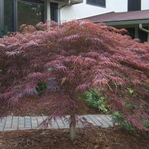 Inaba Shidare Japanese Maple | Lacy Red Foliage - PlantingTree