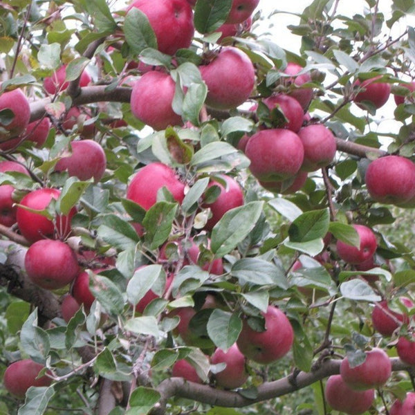 Fuji Apple Tree  Grow Organic Apples At Home - PlantingTree