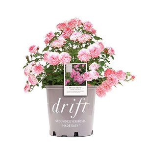 Sweet Drift Rose | Light Pink Sugar-Sweet Blooms - PlantingTree