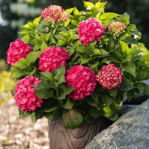 Endless Summer® Summer Crush® Big Leaf Hydrangea - PlantingTree