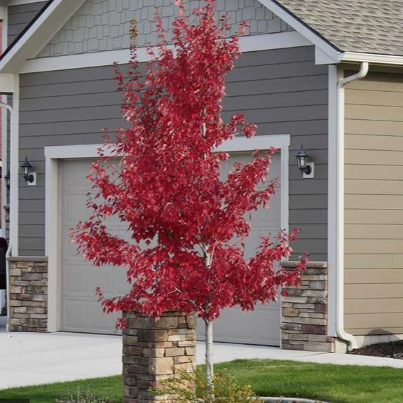 Red Maple Red Maple Tree Plantingtree 