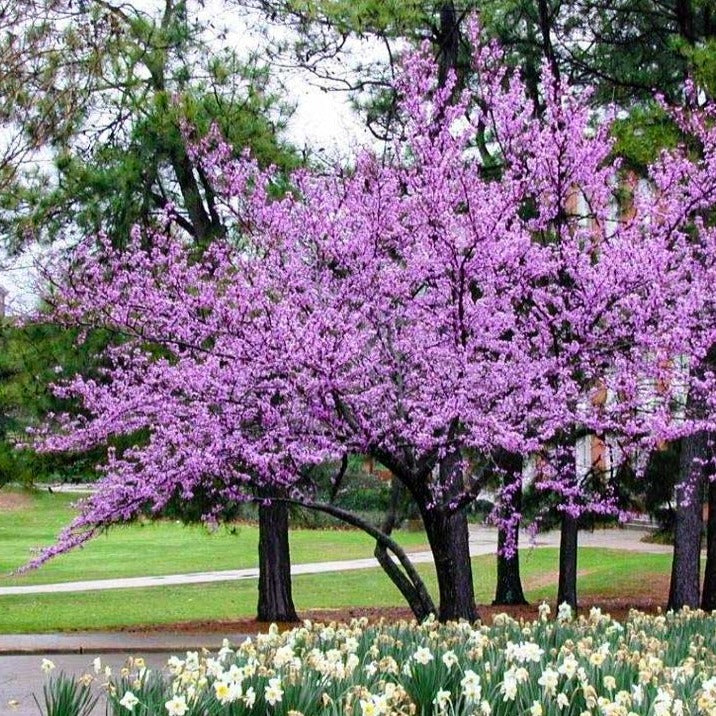 different types of redbud trees: forest pansy, rising sun & more