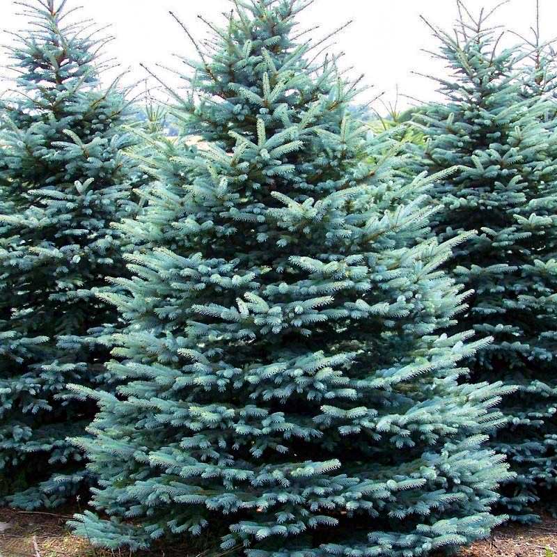 Darice Frosted Snow Pine Branch W Pinecones Pick 12 inch - Digs N Gifts