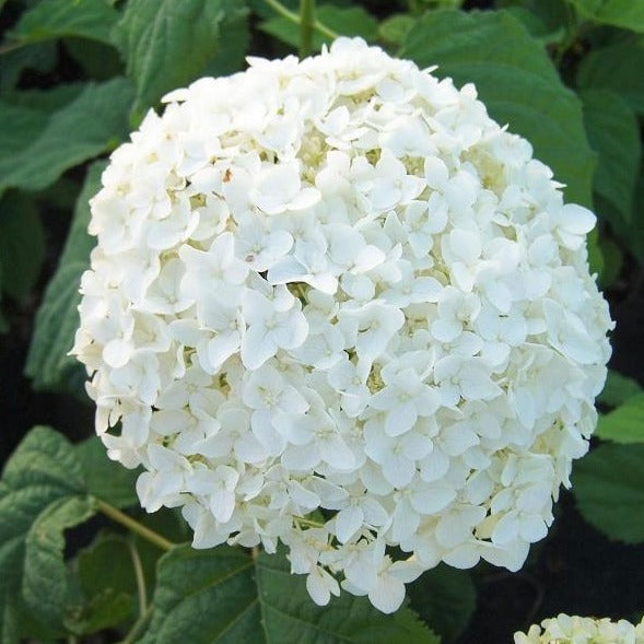 Annabelle Hydrangea 