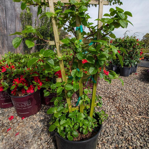 White Climbing Hydrangea Vine - PlantingTree