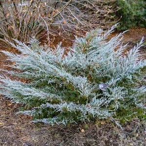 Angelica Blue Juniper | Striking Blue-Gray Contrast - PlantingTree