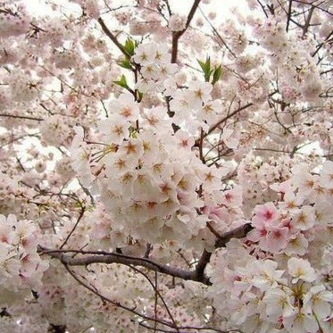 Prunus - Ornamental Blossom - Hello Hello Plants & Garden Supplies