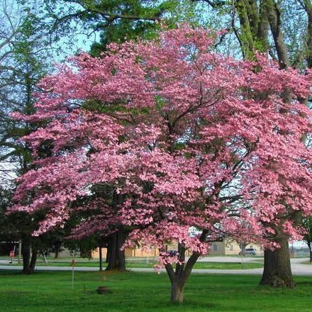 light pink dogwood tree