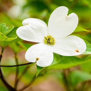 White Dogwood Tree | Creamy White Blooms - PlantingTree