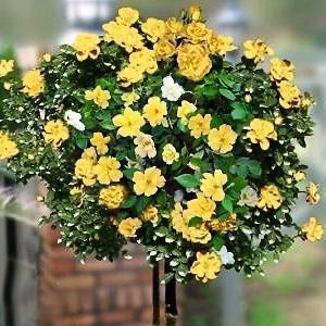 Sunny Knock Out Rose Tree | Fun Yellow Blooms - PlantingTree