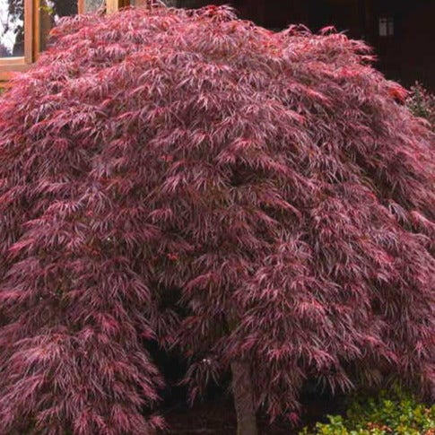 dwarf japanese maple tree
